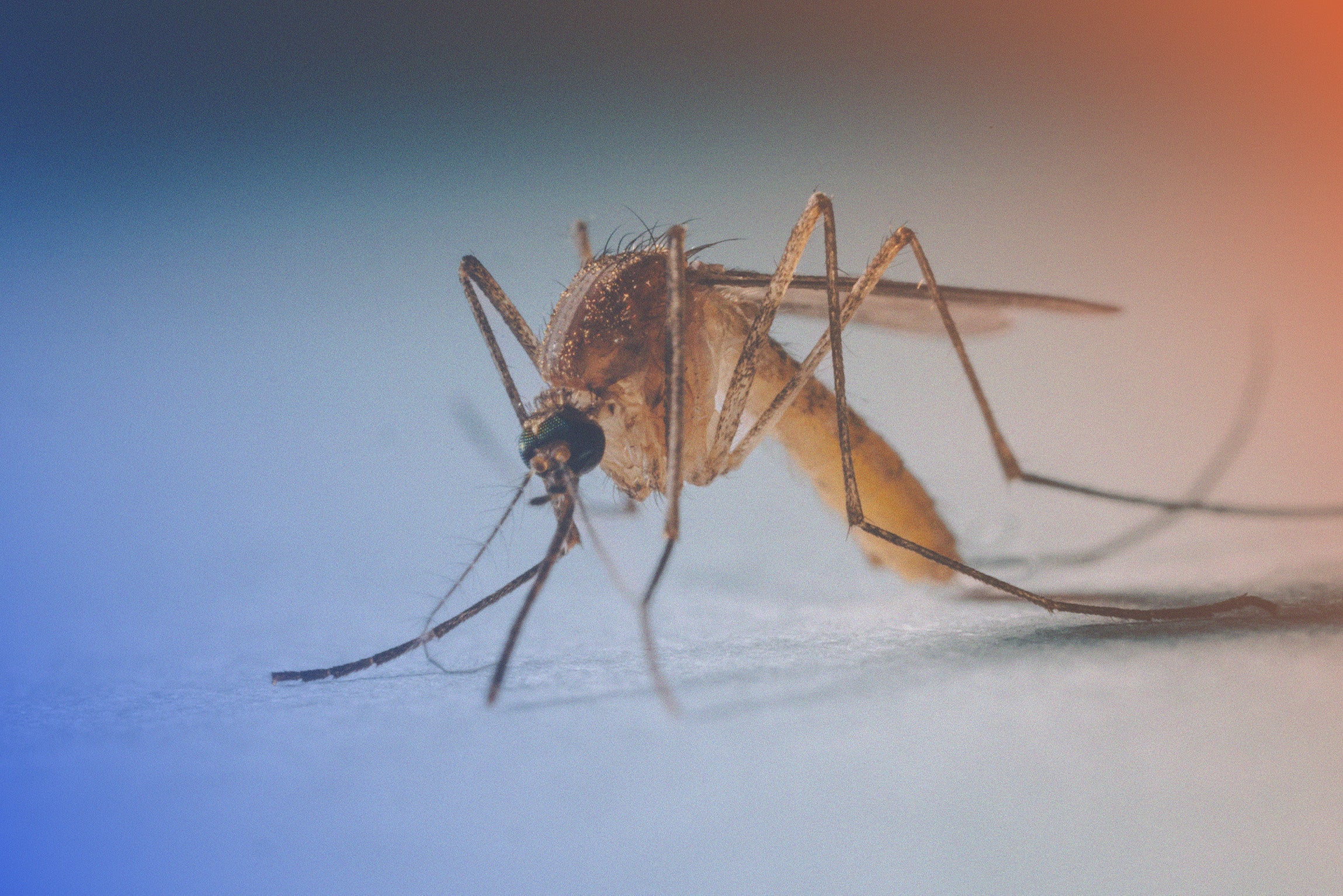 Malaria Chemoprophylaxis.