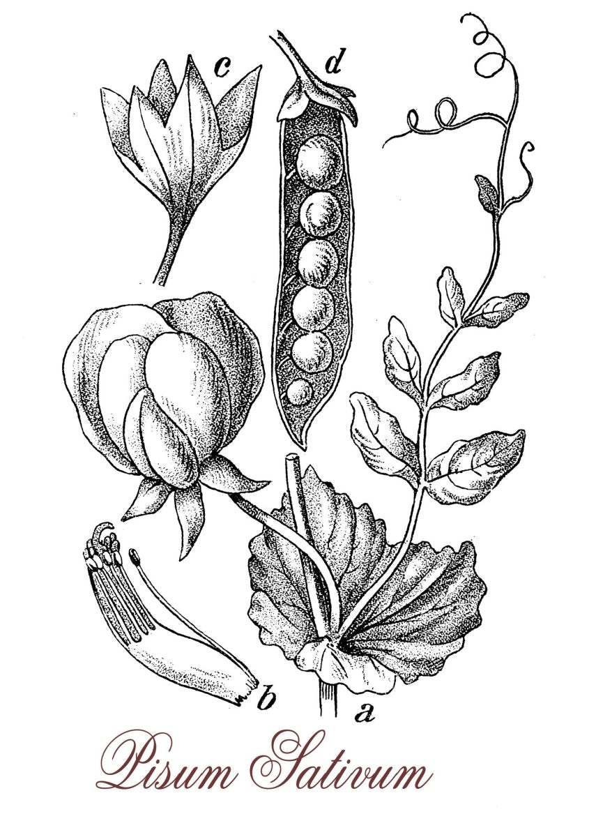 Genetics from the Beginning - Rightangled