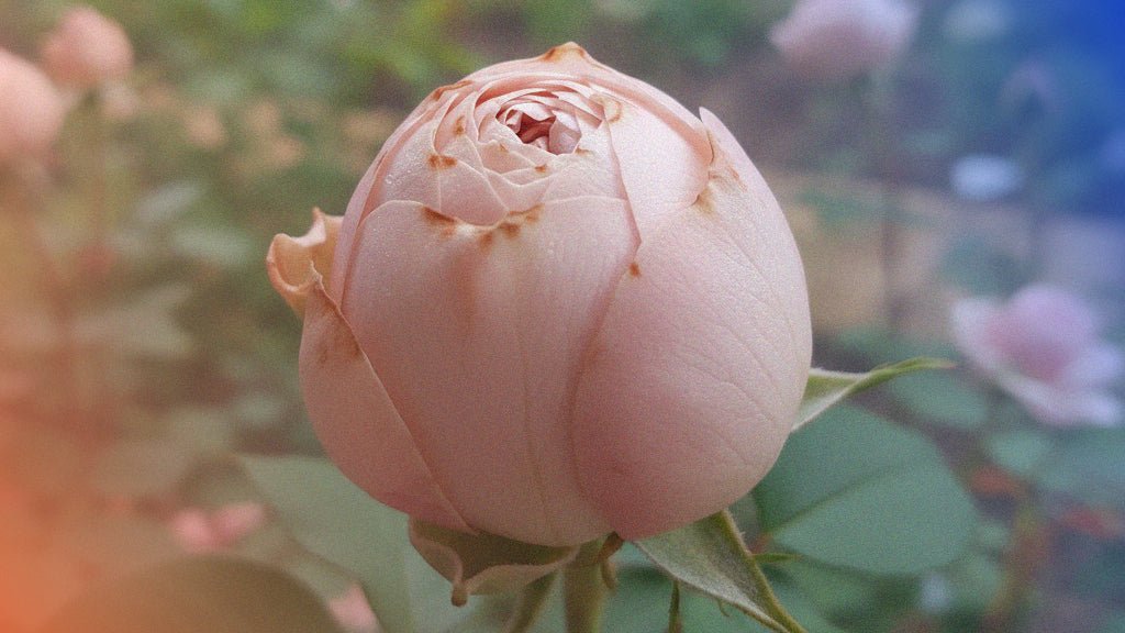 Chlamydia - Rightangled