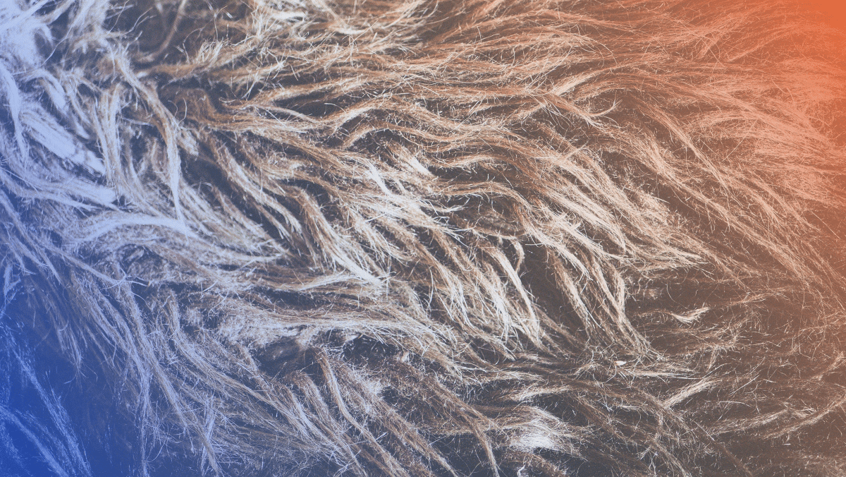 Hair Lice - Rightangled